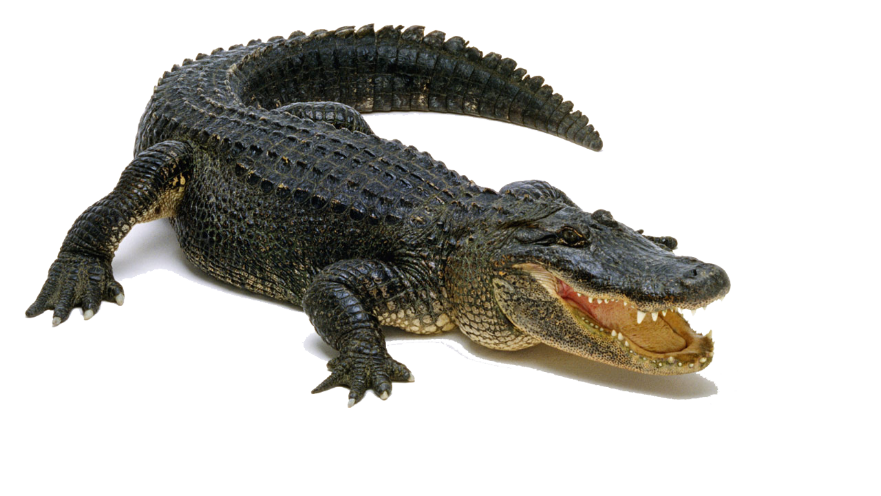 reptile alligator